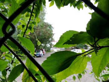 Close-up of fresh green plants with water drops