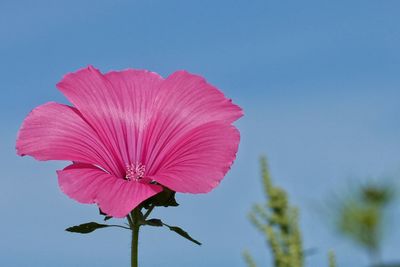 Close-up of pink flower against clear sky