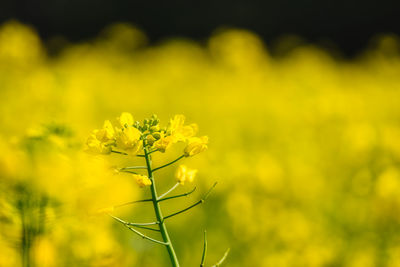 Close-up of fresh yellow flower against blurred background