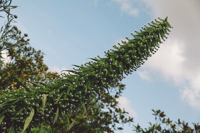 Low angle view of tree against sky