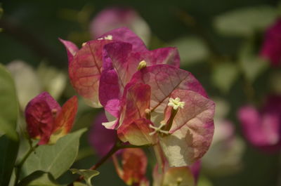Close-up of pink bougainvillea plant