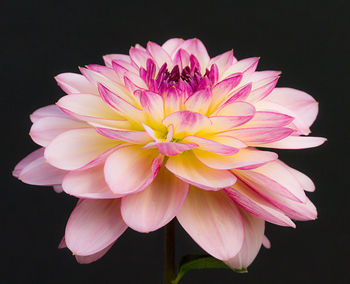 Close-up of pink flower over black background