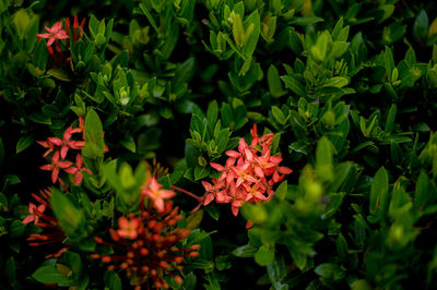 High angle view of flowering plants