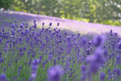 Close-up of purple flowering plants on field