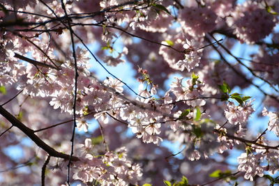 Close-up of cherry blossoms