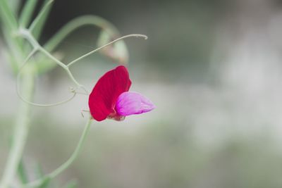 Close-up of pink flowers