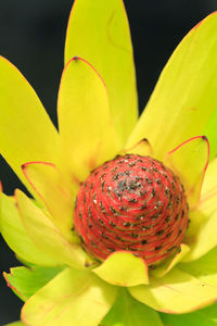 Close-up of red flower