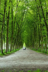 Road passing through forest