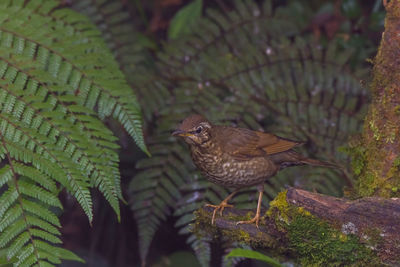 Close-up of a bird perching on plant