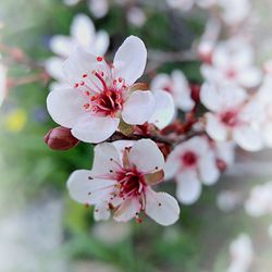 Close-up of pink flowers