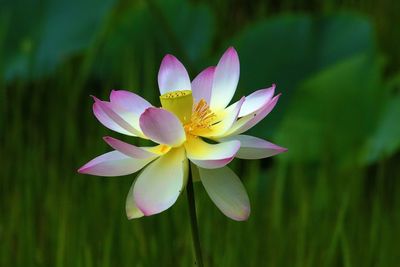 Close-up of purple water lily