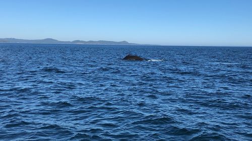 Scenic view of sea against clear blue sky