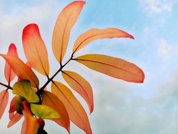 Low angle view of orange flowering plant against sky
