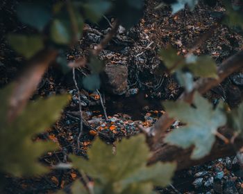 High angle view of lichen growing on tree