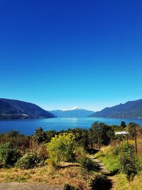 Scenic view of plants and mountains against blue sky