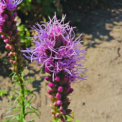 Close-up of purple flowers blooming outdoors