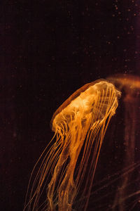 Close-up of jellyfishes swimming in sea