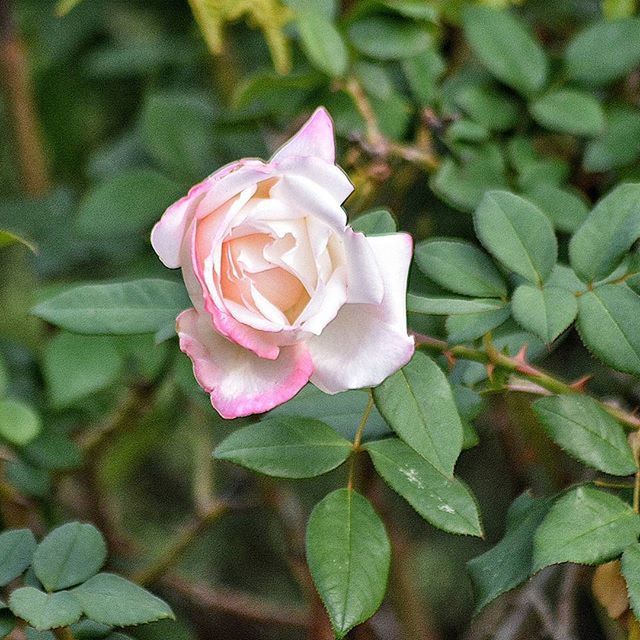 flower, petal, flower head, rose - flower, fragility, freshness, beauty in nature, single flower, close-up, growth, rose, pink color, blooming, nature, focus on foreground, leaf, plant, in bloom, single rose, outdoors