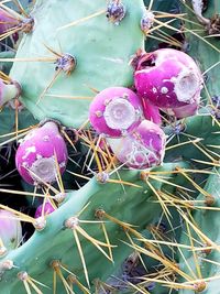 High angle view of pink succulent plant