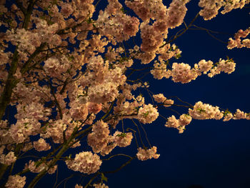 Low angle view of cherry blossoms against sky