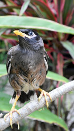 Close-up of bird perching on branch