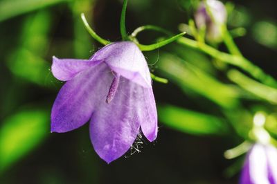 Close-up of purple flowering plant