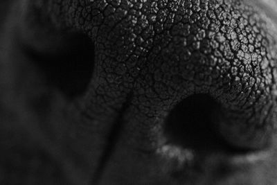 Detail shot of an animal