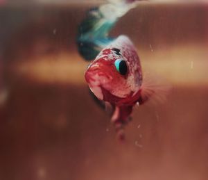 Close-up of fish swimming in sea