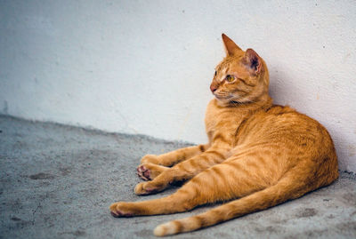 Cat resting on wall
