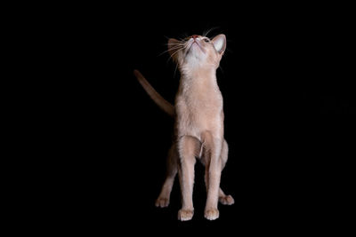 Close-up of a cat against black background