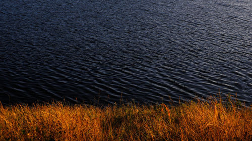 High angle view of grass on lake