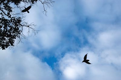Low angle view of bird flying against sky