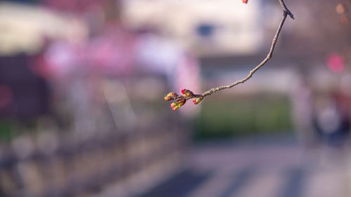 Close-up of pink flowering plant