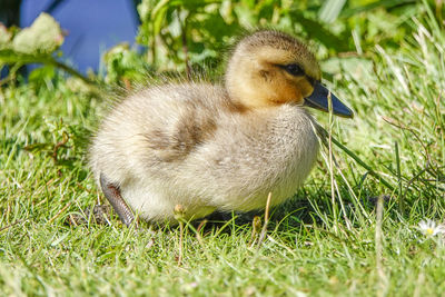 Close-up of a bird on field