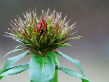 Close-up of red bud on dew covered spiky flowerhead. sweet william plant.