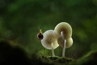 Close-up of snail in mushroom