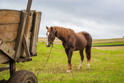 Horse on village field