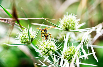 Close-up of bee pollinating on flower