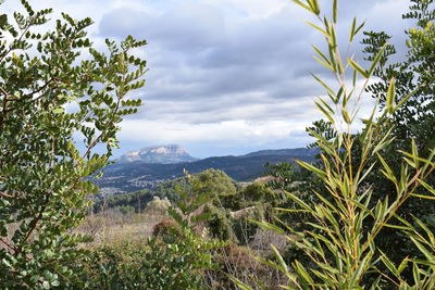 Plants growing on land against sky