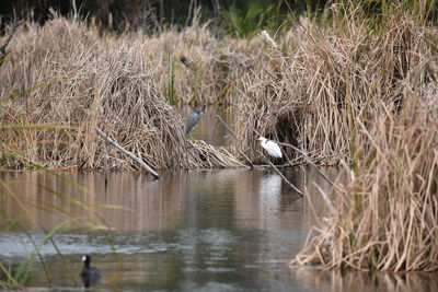 View of birds in lake