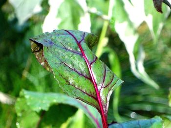 Close-up of butterfly on leaf