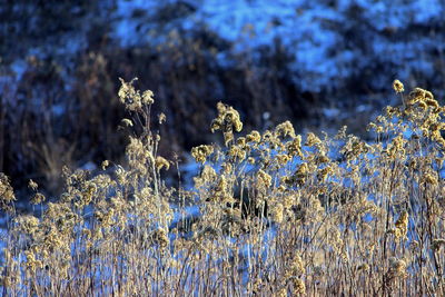 Close-up of flowering plants on land