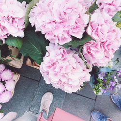 High angle view of pink flowering plants