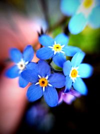Close-up of flowers against blurred background
