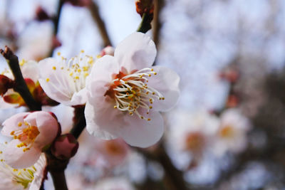 Close-up of japane apricot blossom