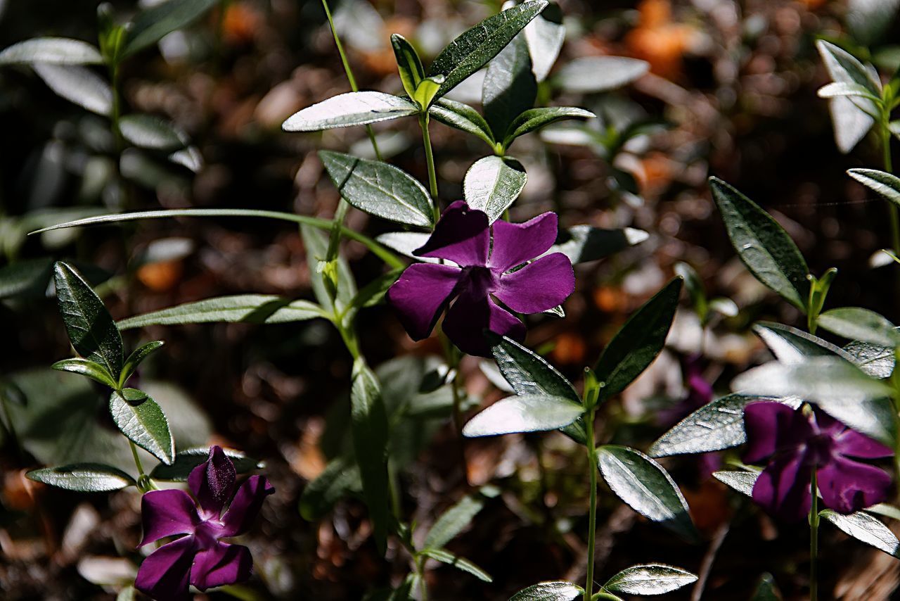 CLOSE-UP OF FLOWERING PLANTS