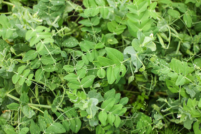 High angle view of leaves on field