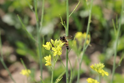 Close-up of bee pollinating on flower