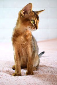 Close-up of abyssinian cat looking away