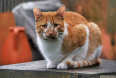 Portrait of kitten sitting on a cat